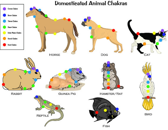 animaux chakras