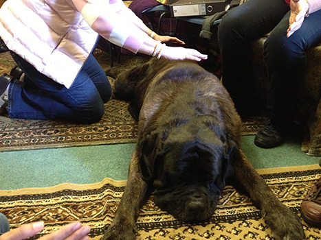 healing-animals-diploma-21