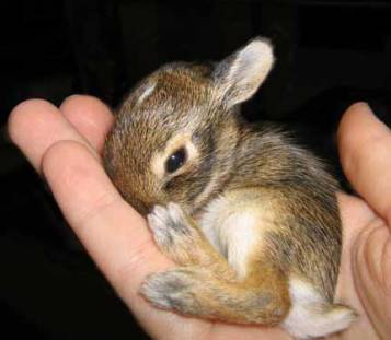 small rabbit